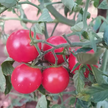 아파트 Parenzana, Little Row House With Big Yard In Istria Rakotule